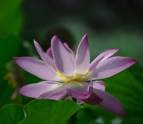 荷塘粉色荷花荷叶摄影图片